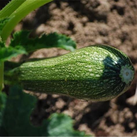 Courgette Greyzini Grisette De Provence AB Semence La Ferme St