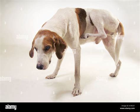 Walker hound dog scratching itchy skin Stock Photo - Alamy