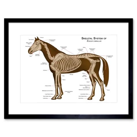 TIERE SKELETT KNOCHEN Pferd Anatomie Gerahmte Kunst Druck Poster 12x16