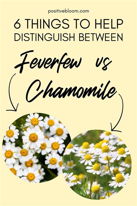 Things To Help Distinguish Between Feverfew Vs Chamomile