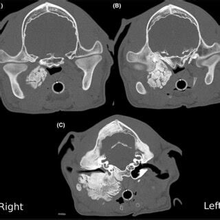 Ct Study Of The Skull In Bone Algorithm From Rostral To Caudal Ac