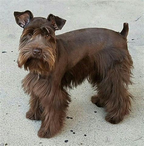 Brown Miniature Schnauzer Colors