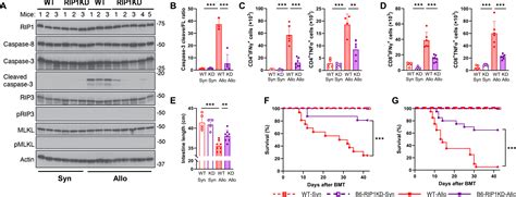 Inhibition Of Rip Improves Immune Reconstitution And Reduces Gvhd