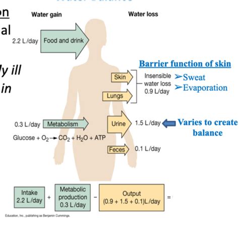 Renal I Body Fluids And Renal Function Flashcards Quizlet