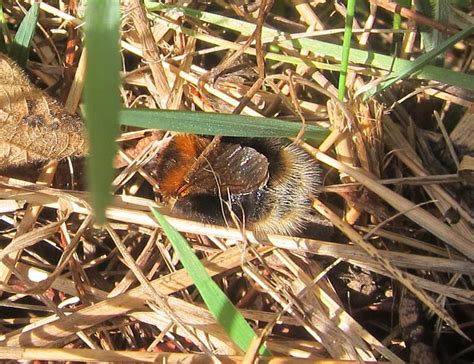 Tree Bumblebee Gedling Conservation Trust Nottingham