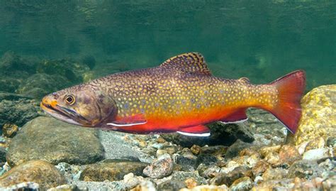 Fly Fishing Underwater Trout Photography Brook Trout Cutthroat Trout