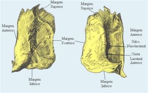 Osso Lacrimal Anatomia E Fun O Ossos Do Viscerocr Nio