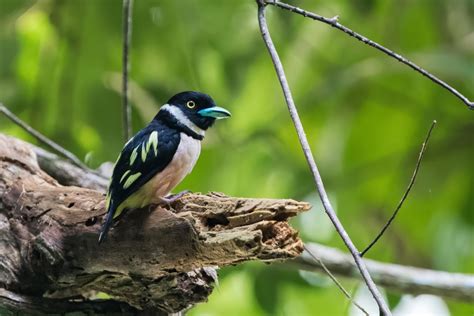 Broadbills in Singapore – Birds of Singapore