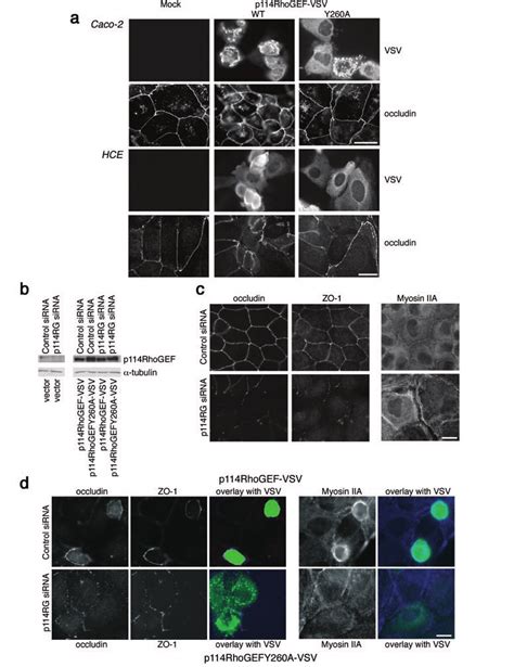 Figure S5 The Effects On Cell Shape And Junction Assembly Require An Download Scientific