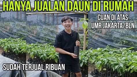 Usaha Pertanian Yg Paling Menguntungkan Youtube