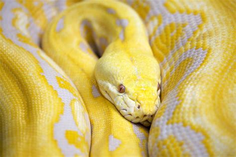 Yellow Serpent Stock Photo - Image: 61800211