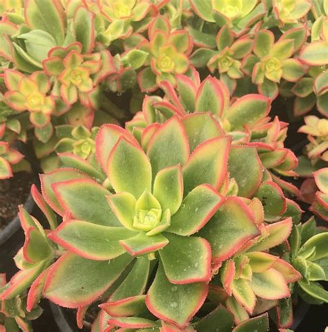 Aeonium Kiwi — Manning Valley Succulent Garden