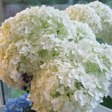 Hydrangea arborescens Annabelle Hortensia aux énormes boules blanches