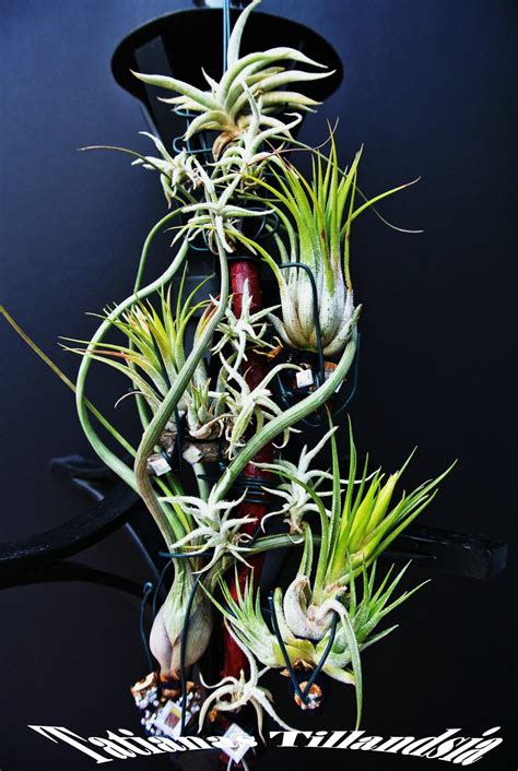 Baileyi Tillandsia Ionatha Crocata Free Stock Photo Public Domain