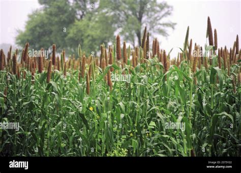 field preparation  bajra