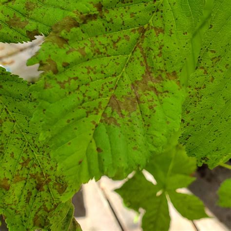Why Are There Brown Spots on My Horse Chestnut?