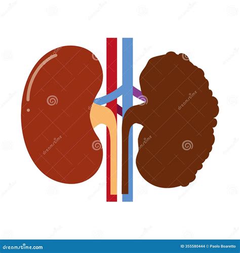 Healthy Kidney And Unhealthy Disease Kidney With Polycystic. Check