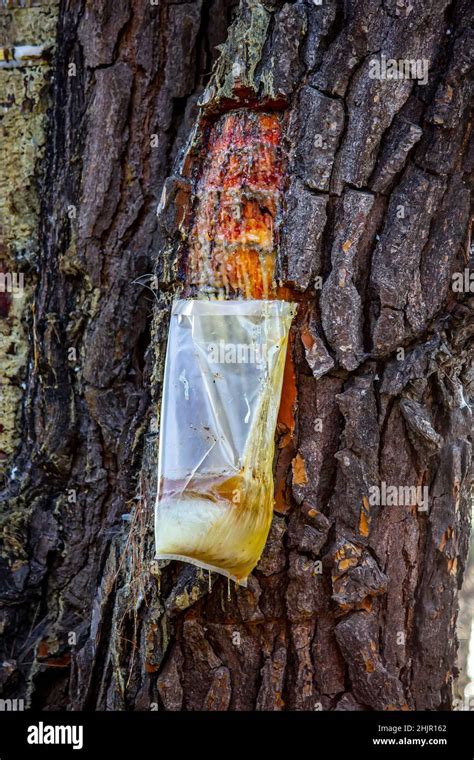 Resin extraction of pine tree, Greece Stock Photo - Alamy