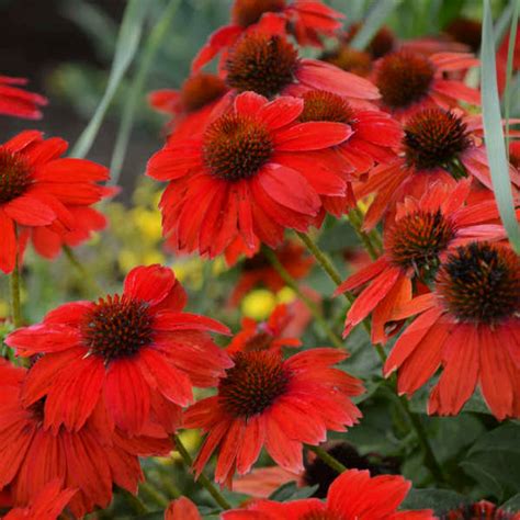 Echinacea Artisan Red Ombre Coneflower Wunderschöne Rote Ombre Etsy