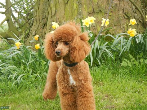 Red Toy Poodle - Stud Dog in Lincolnshire, United States | Breed Your Dog