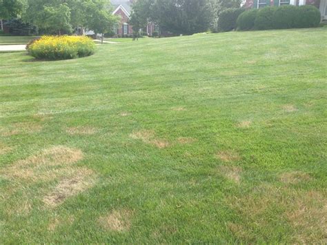 Brown Spots & Lawn Disease