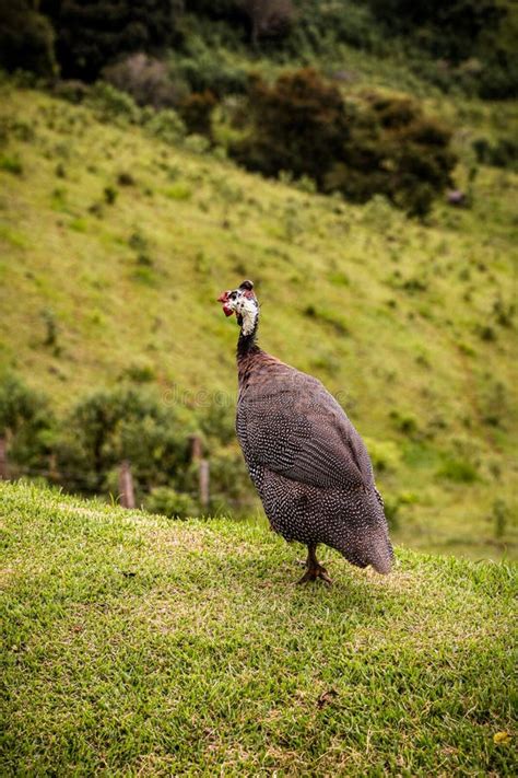 Guinea Fowl Or Guinea Fowl Is A Bird From The Order Of Gallinacea