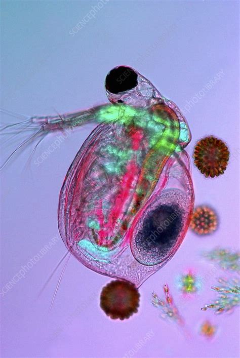 Water Flea Light Micrograph Stock Image C0210153 Science Photo