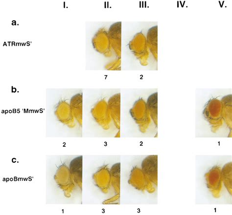 Eye Color Phenotypes Of Drosophila Transformants Expressing Mini White