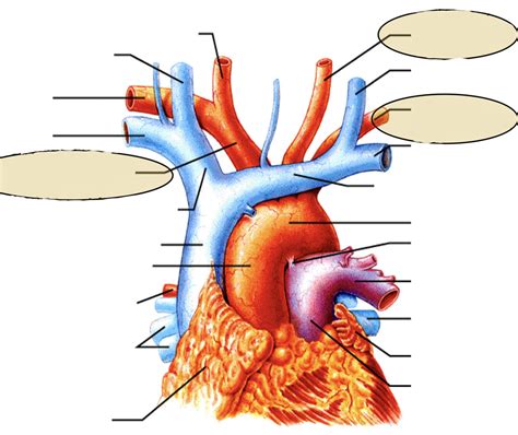 Ascending Aorta Aortic Arch Diagram Quizlet