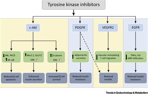 Tyrosine Kinase Inhibitors And Diabetes A Novel Treatment Paradigm