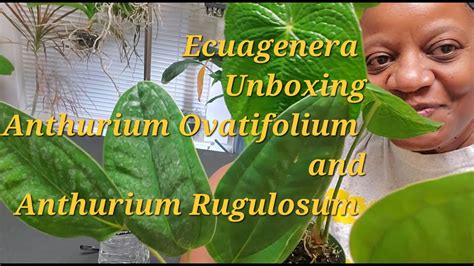 Ecuagenera Unboxing Of Anthuriums Ovatifolium And Rugulosum YouTube