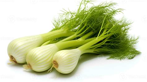 fennel plant stock  images  backgrounds