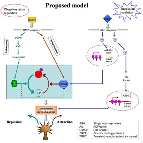 The Schematic Diagram Shows A Proposed Model On How Different Cues