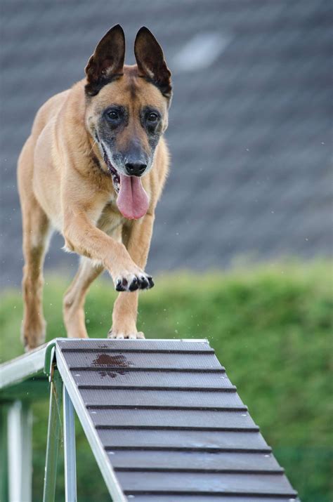 Best dog training and boarding near me