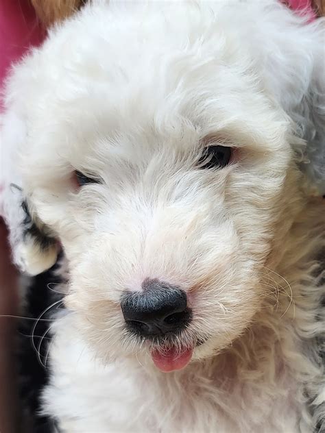 8 Things Owners Need to Know about the Shepadoodle