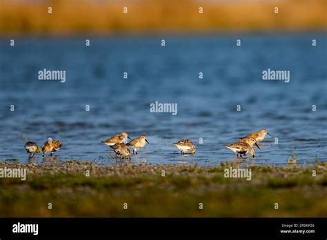 Parque Nacional Lago Neusiedl Seewinkel Fotografías E Imágenes De Alta Resolución Alamy