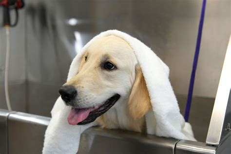 Flea Bites On Golden Retriever