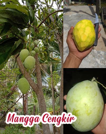 Jual Bibit Mangga Cengkir Indramayu Unggul Cepat Berbuah