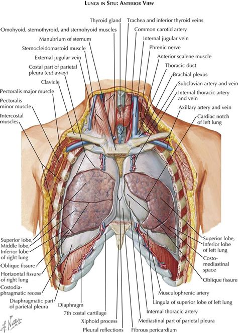 Thoracic Cavity Anatomy Posterior