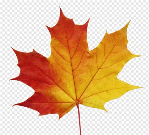 Sugar Maple Leaf Vs Red Maple Leaf