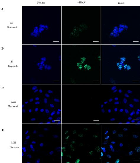 γ H2AX staining in ES cells and Mouse Embryo Fibroblasts MEFs