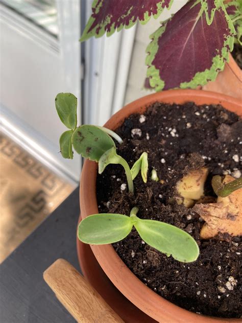 I popped a growing avocado into this pot and topped it up with my