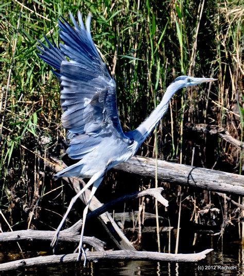 DSC 0207 Grey Heron Ardea cinerea Héron cendré by th Flickr