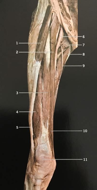 Anterior View Of Superficial Thigh Muscles Diagram Quizlet