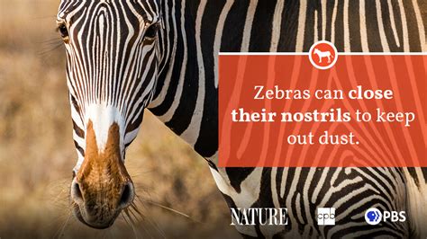 Zebra Fact Sheet Blog Nature PBS