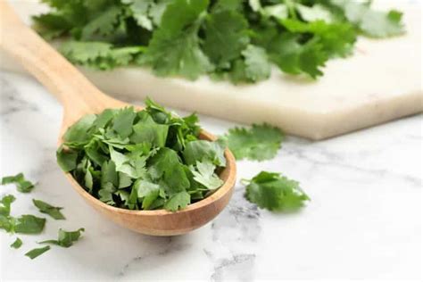 How To Grow Cilantro In Water Beginners Guide Farmer Grows