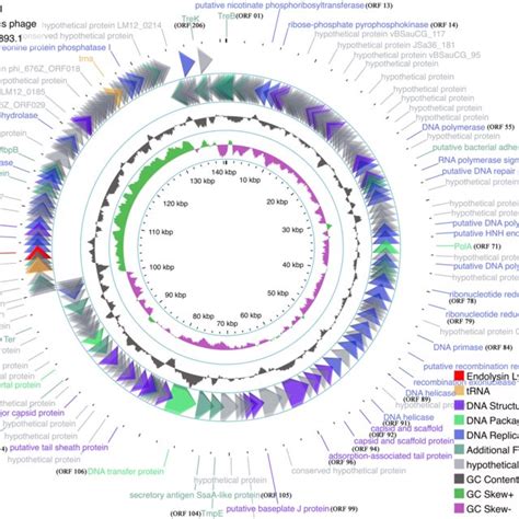 Annotated Genome Map Of Phage Vbsm A1 The 215 Orfs Are Shown As