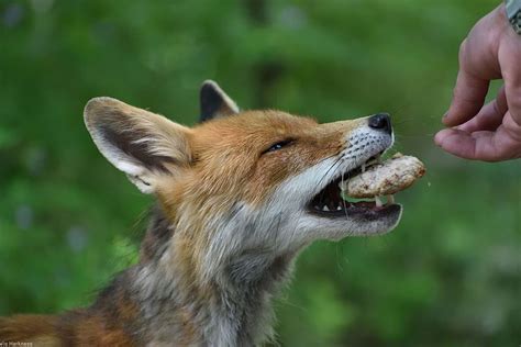 Chernobyl_fox (Wikimedia Commons) - Earth Buddies