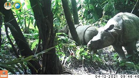 Populasi Badak Jawa Di Taman Nasional Ujung Kulon Meningkat Burangrang