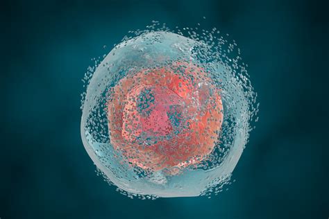 Un Estudio Asocia La Apoptosis Con Mortalidad Por Covid 19